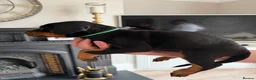 Dobermann dogs for sale: Ready now 1 girl Doberman puppy - Advert 12