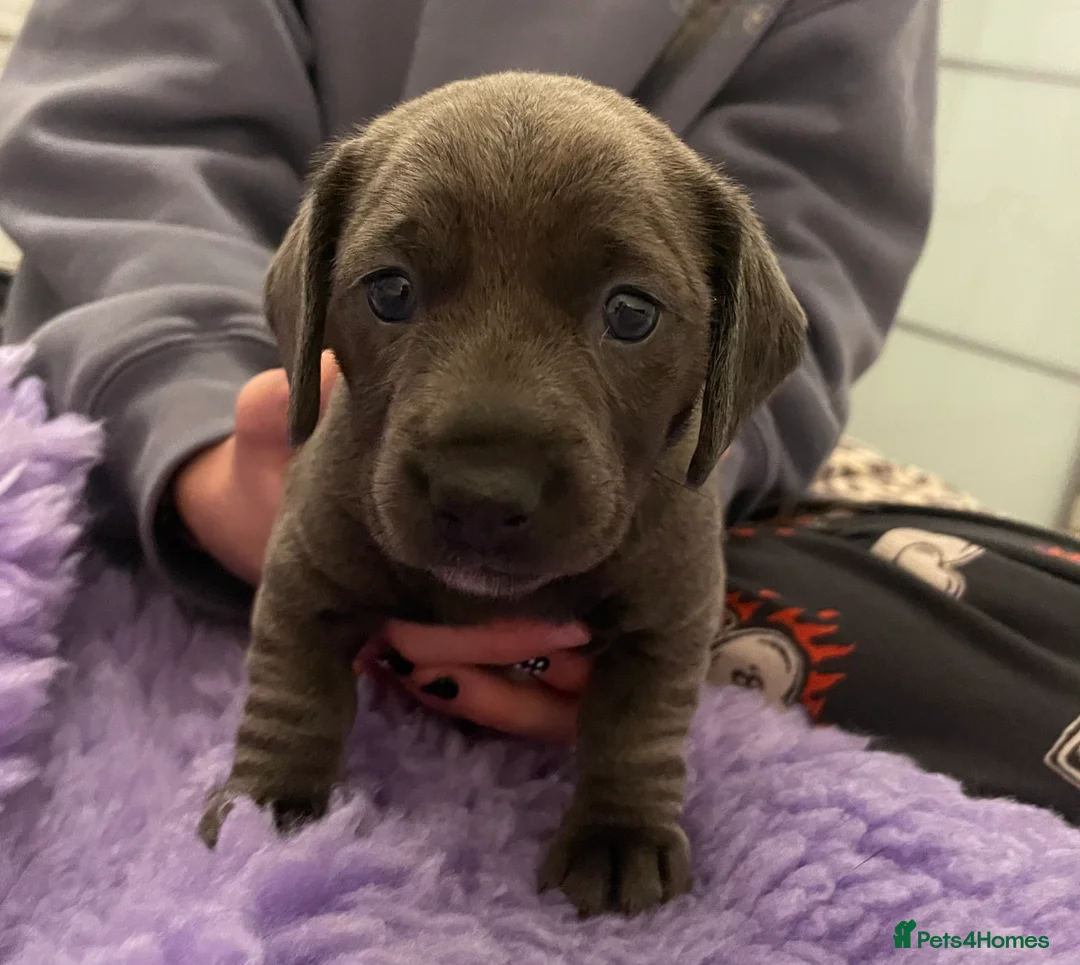 Miniature Dachshund dogs for sale: 2 girls, 1 boy KC reg miniature Daschund puppies - Advert 4