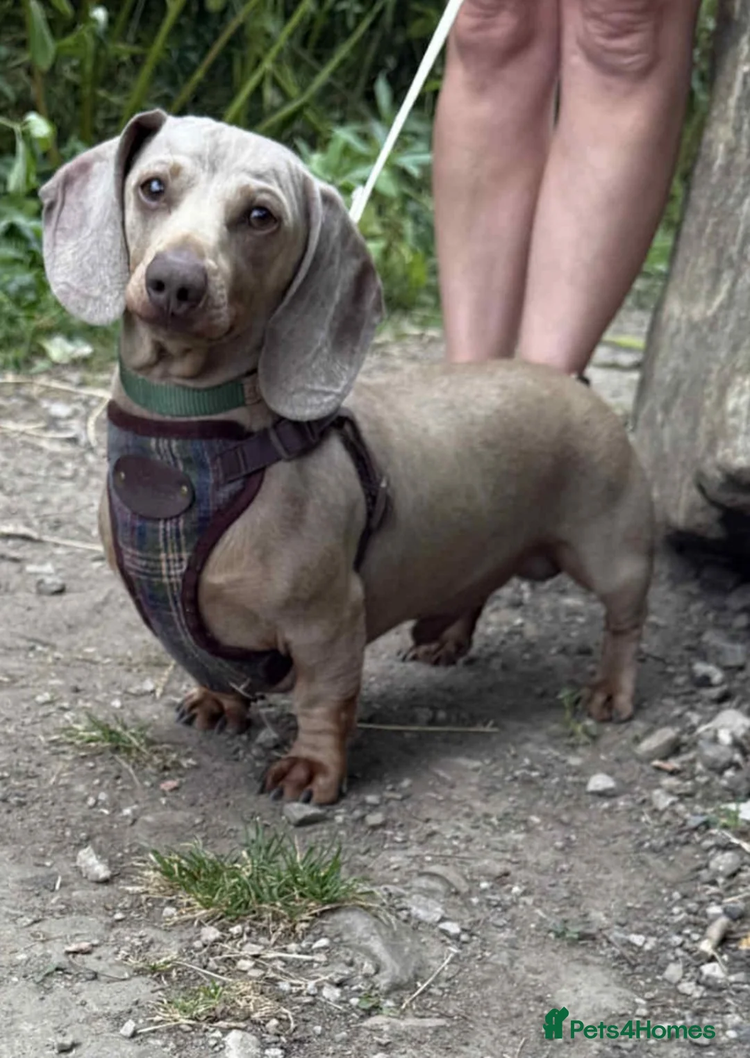 Miniature Dachshund dogs for sale: True Quality Minature Dachshunds - Advert 9