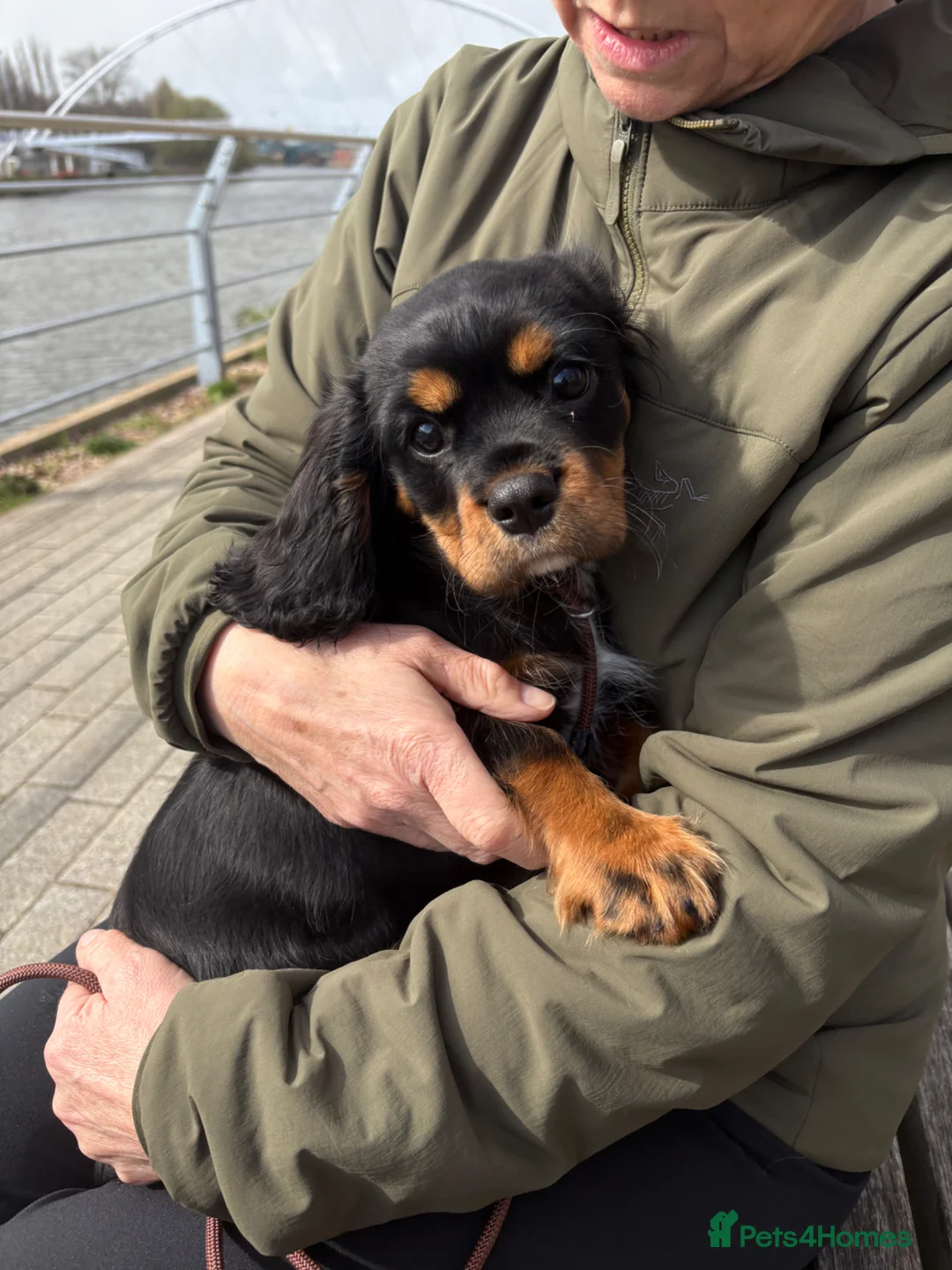 Cavalier King Charles Spaniel dogs for sale: Cavalier King Charles Spaniel  in Nottingham - Advert 2