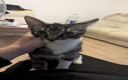 Mixed Breed cats for sale: two male kittens - Image 1