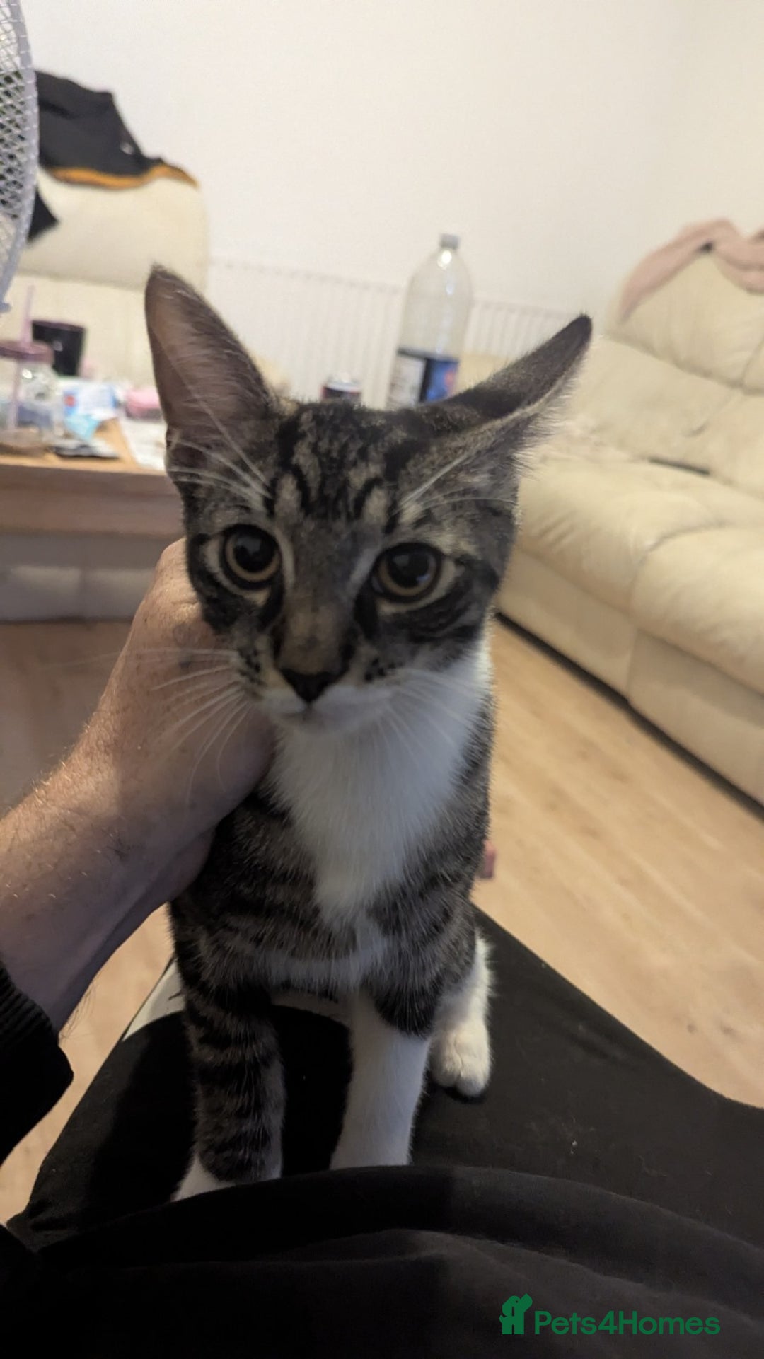 Mixed Breed cats for sale: two male kittens - Image 1