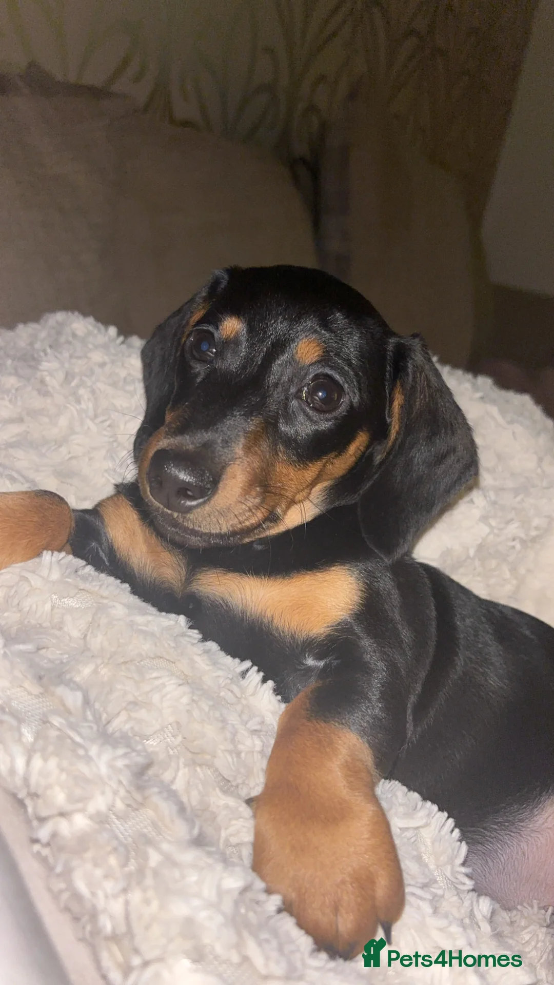 Miniature Dachshund dogs for sale: Female miniature dachshund  in Middlesbrough - Advert 1