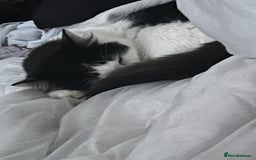 British Longhair cats for sale: Sheila - Domestic Longhair  - Image 1