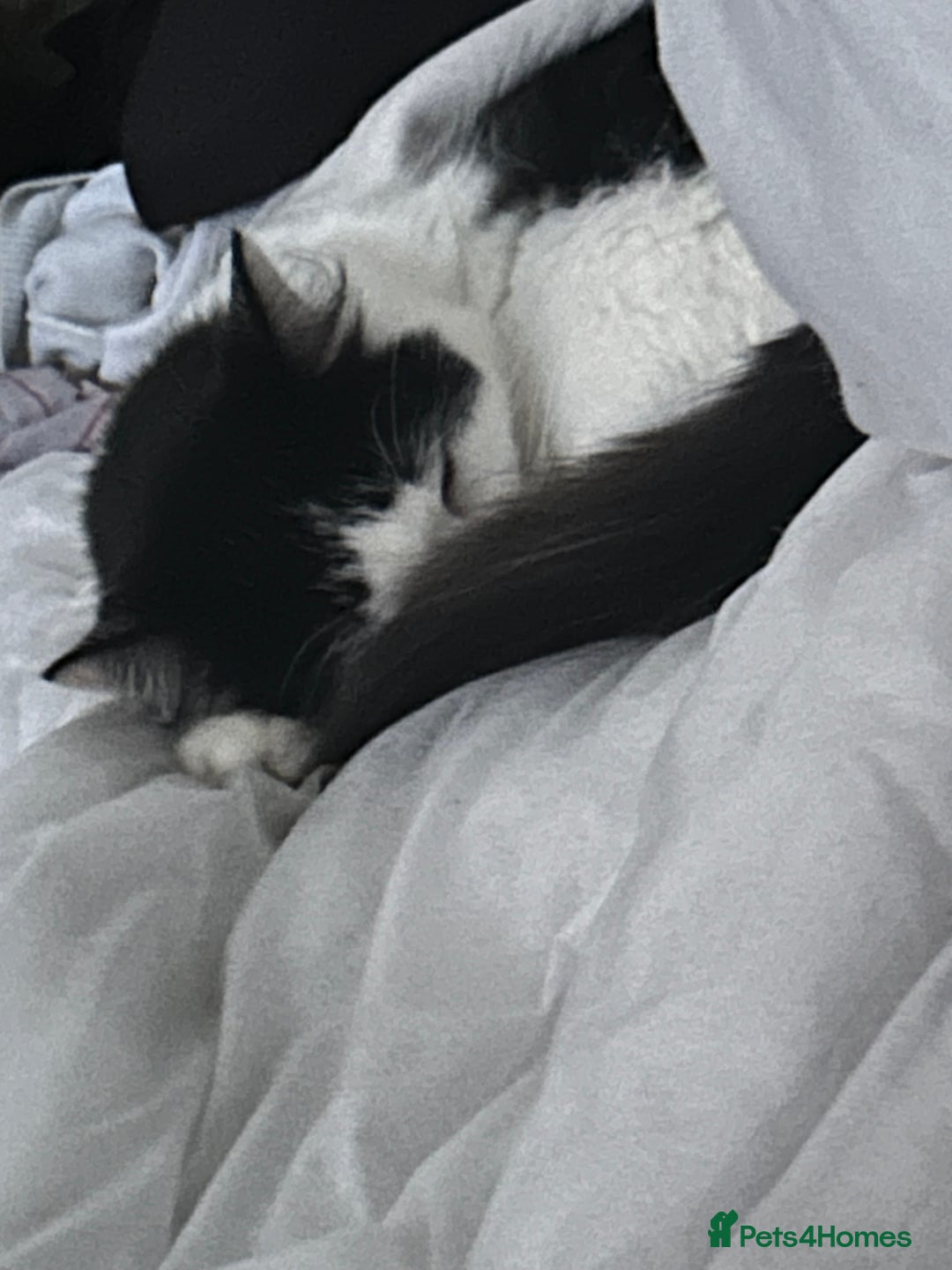 British Longhair cats for sale: Sheila - Domestic Longhair  - Image 1