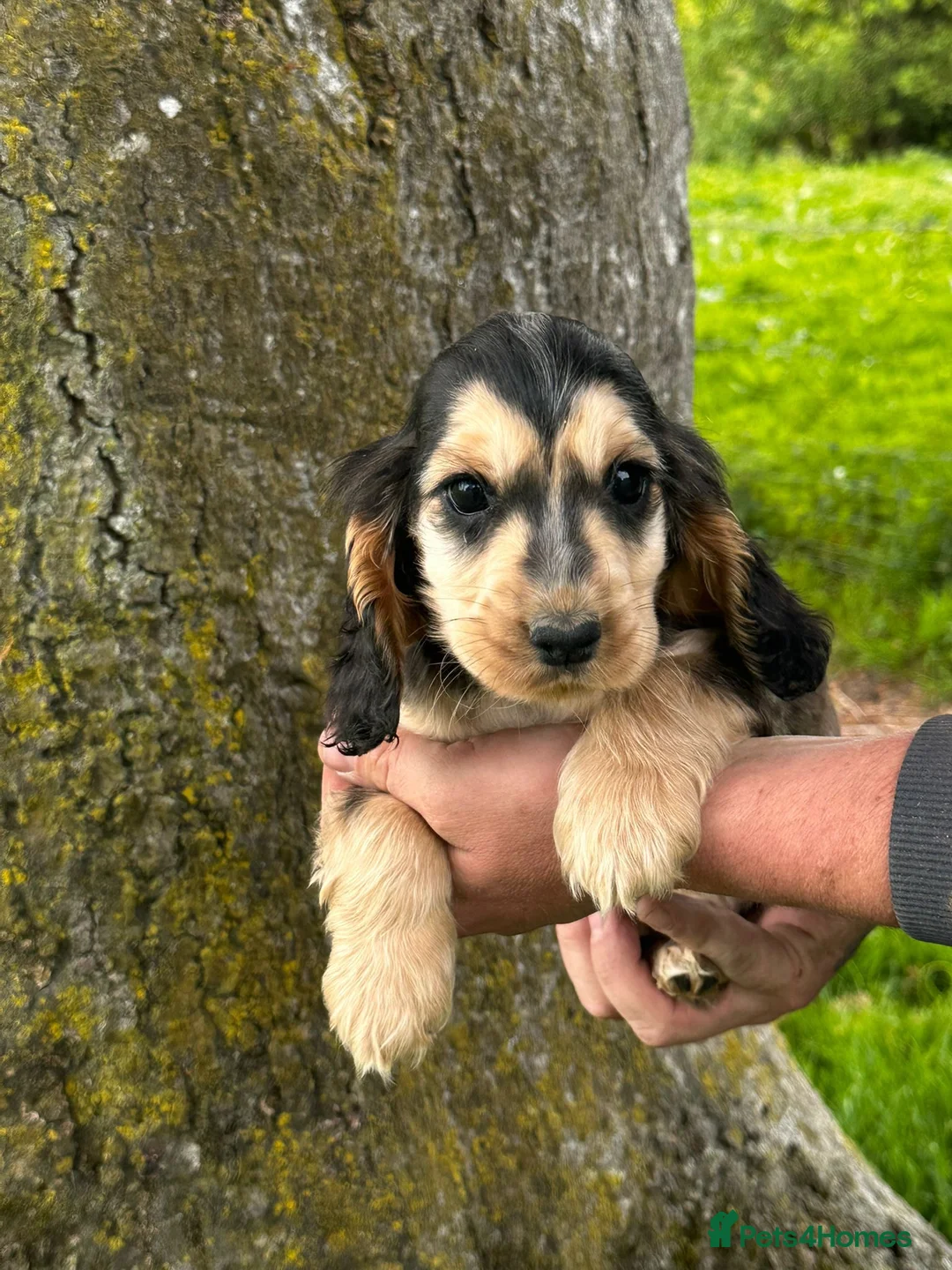Cocker Spaniel dogs for sale: Kc reg parents show cocker spaniels  - Advert 5