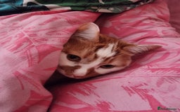 British Shorthair cats for sale: Loving Home Needed for Our Sweet Cat, Jojo - Image 1