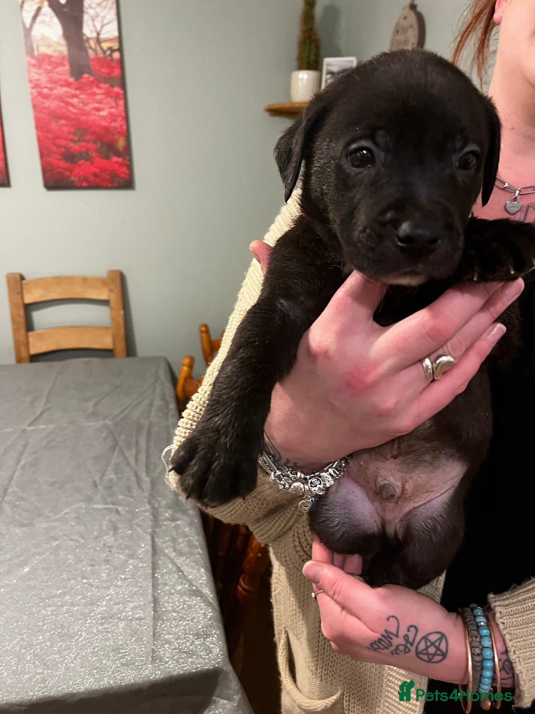 Mixed Breed dogs for sale: Bullador mixed puppies - Advert 7