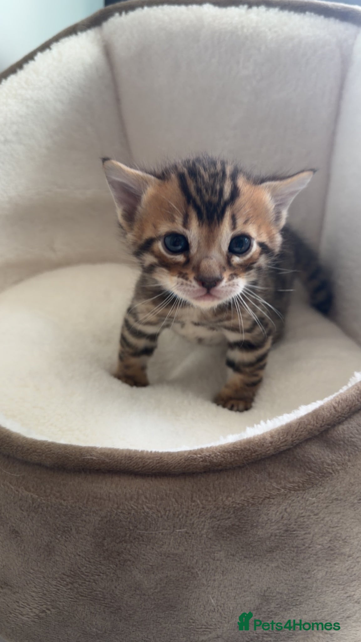 Bengal cats Bengal kittens  - Advert 7