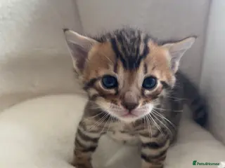 Bengal cats Bengal kittens - Advert 7