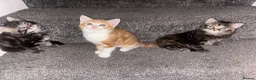 Mixed Breed cats for sale: Kittens in Enfield - Advert 3