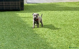 Staffordshire Bull Terrier dogs for sale: Stunning Blue staffy KC Registered Bullscaff Pups - Image 10