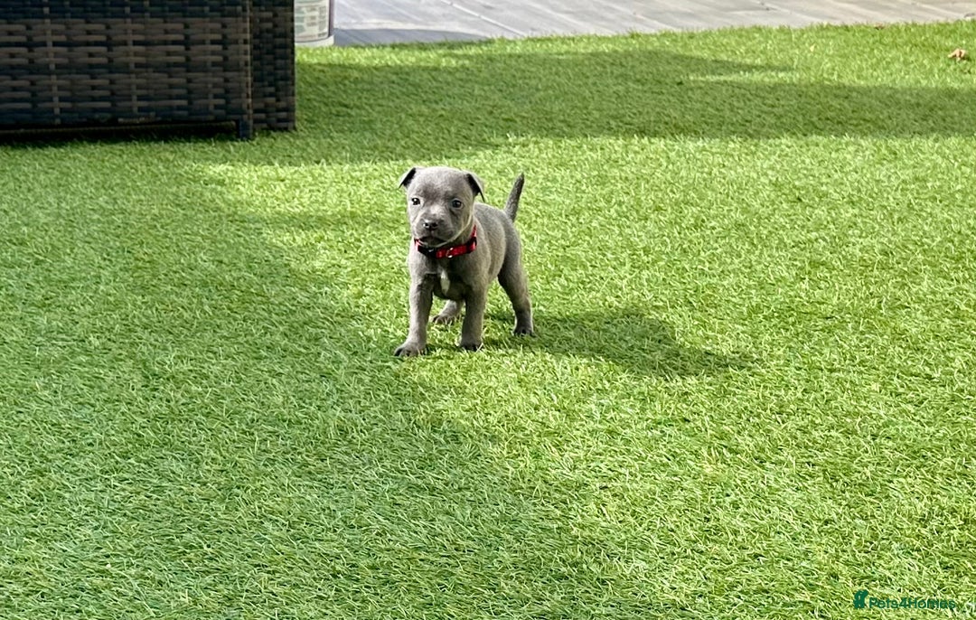 Staffordshire Bull Terrier dogs for sale: Stunning Blue staffy KC Registered Bullscaff Pups - Image 10