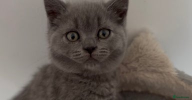 British Shorthair cats - Advert 4