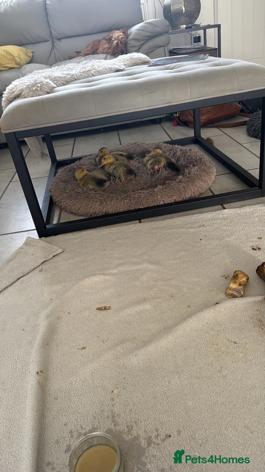 Ducks poultry for sale: Beautiful Miniature Silver Appleyard ducklings - Advert 5