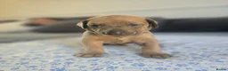 Mixed Breed dogs for sale: Doberman mix  in Nottingham - Advert 15