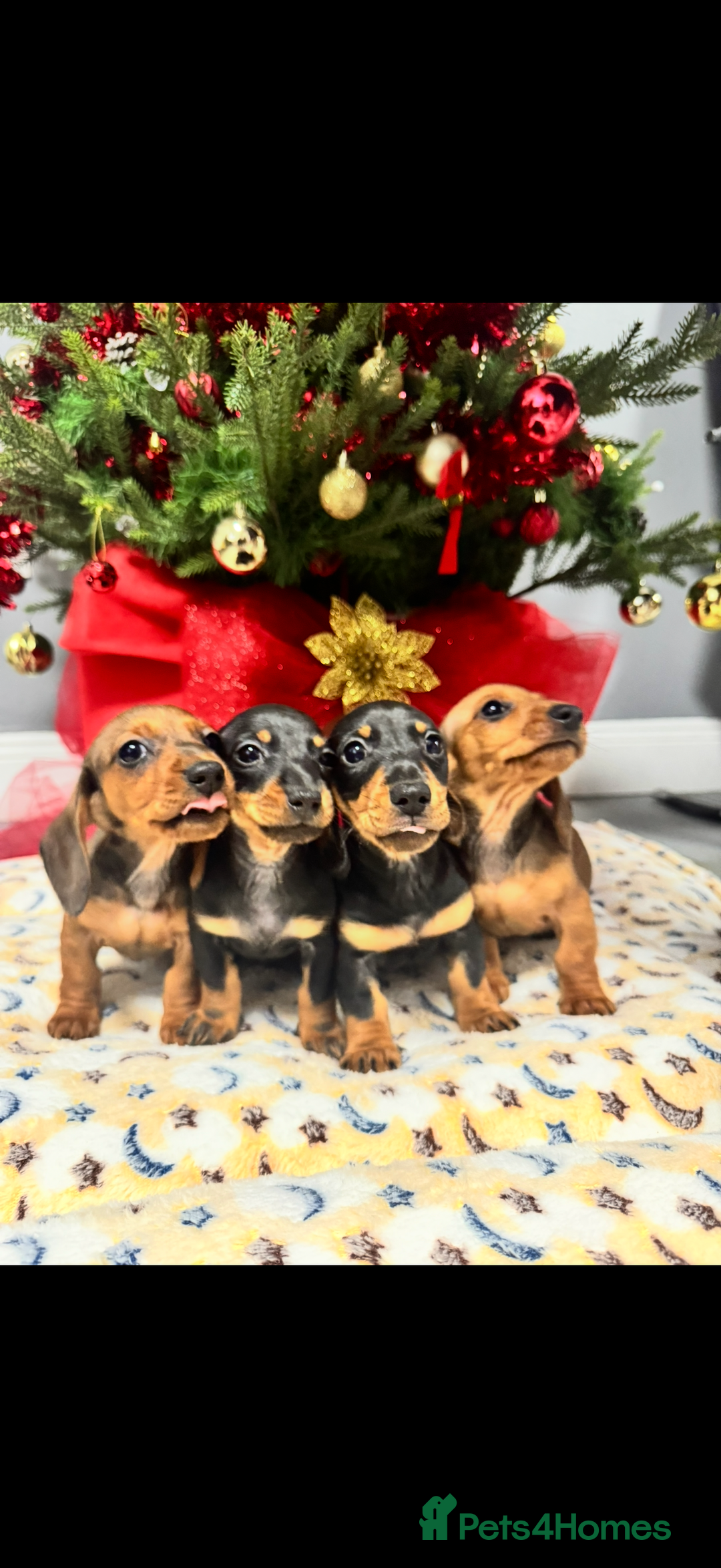 Miniature Dachshund dogs for sale: Miniature Dachshunds Puppies - Advert 3