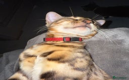 Bengal cats for sale: Glitter Bengal brown rosette - Image 2