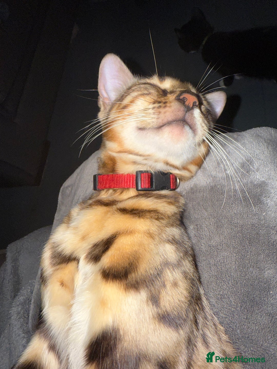 Bengal cats for sale: Glitter Bengal brown rosette - Image 2