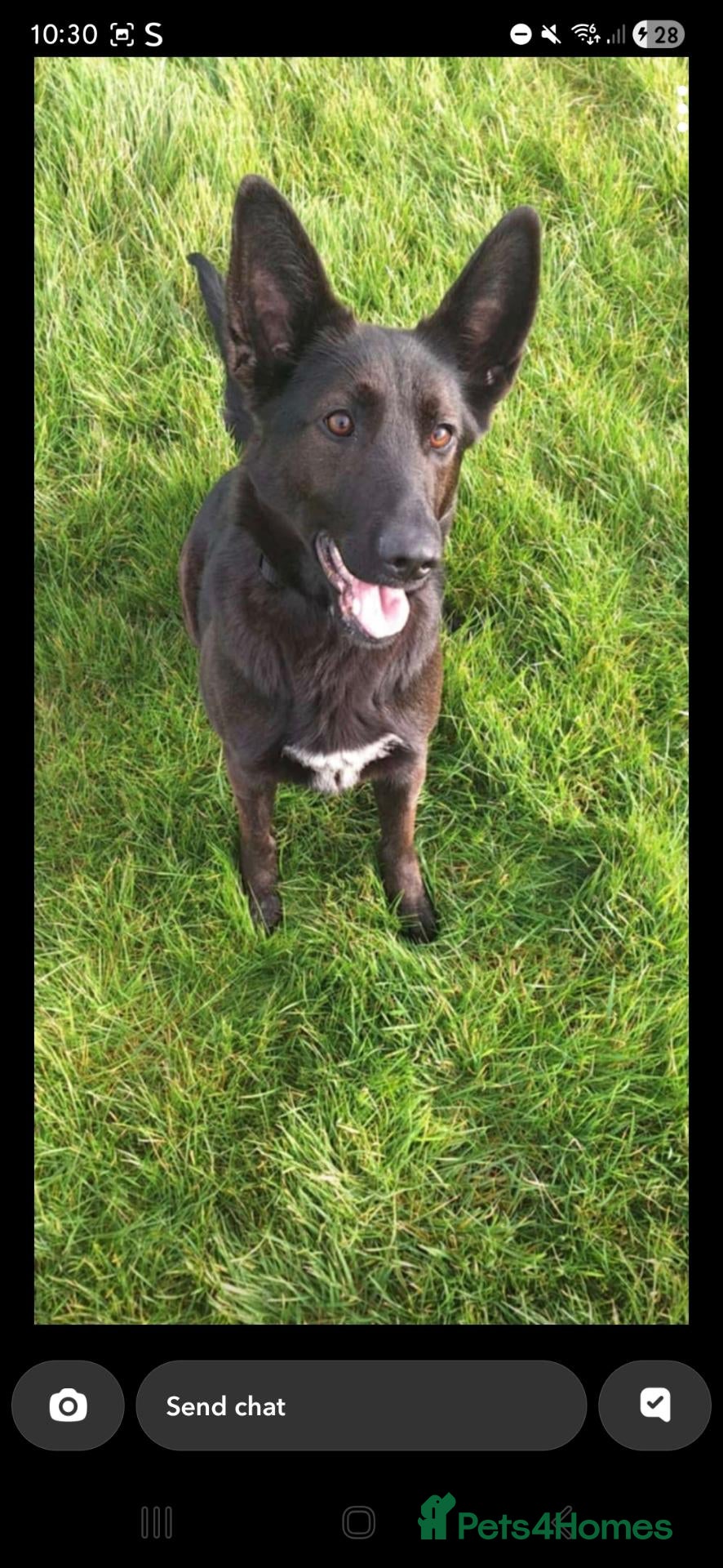 Mixed Breed dogs Raven, Lab x German Shepherd  - Advert 2