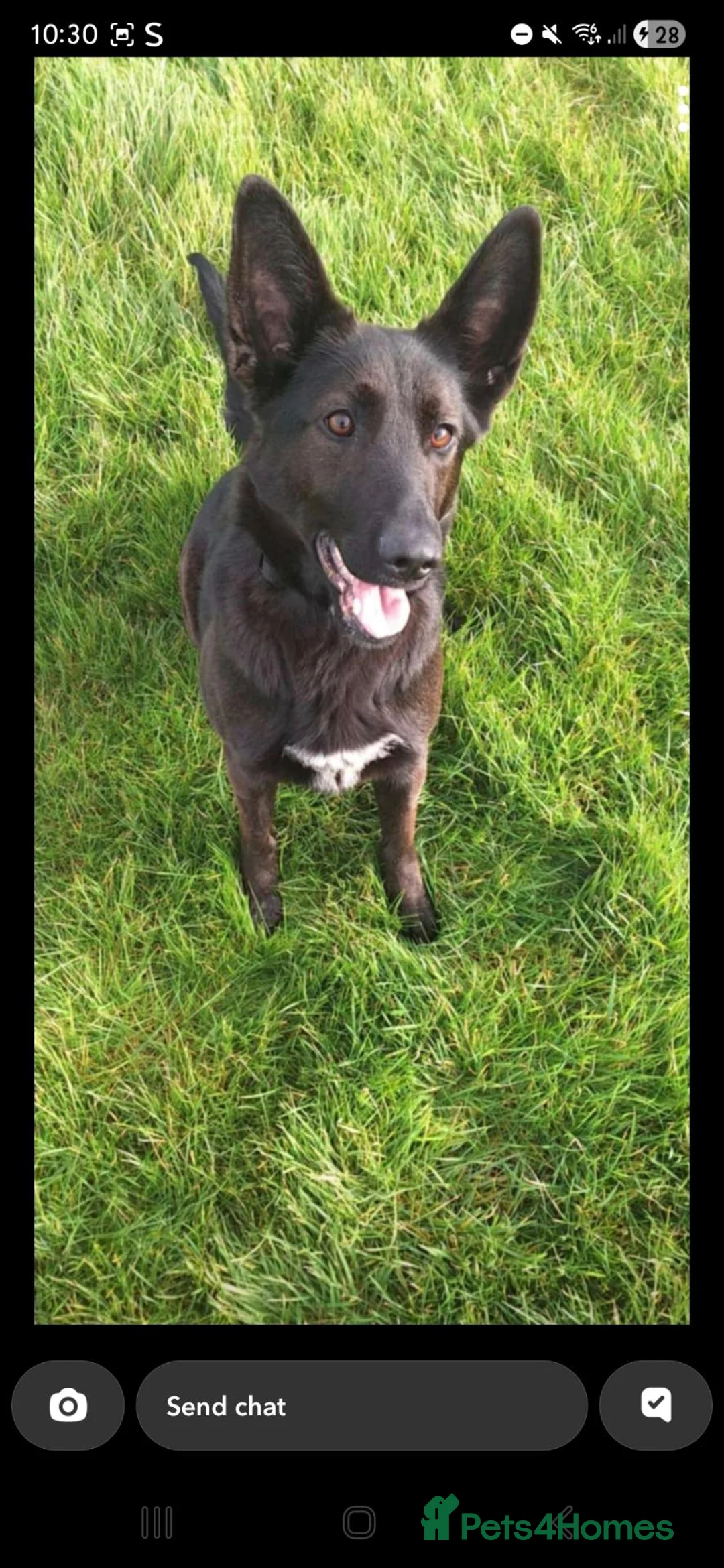 Mixed Breed dogs for sale: Raven, Lab x German Shepherd  - Advert 1