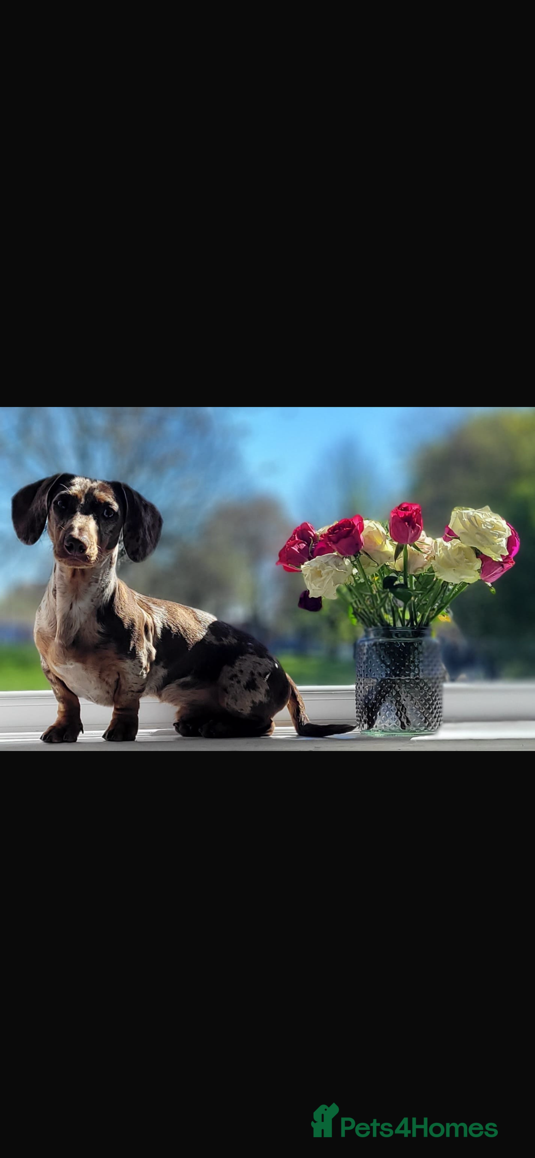 Miniature Dachshund dogs for stud: Birminghams Mr Mini Milky. PROVEN KC Mini Dax stud in Birmingham - Image 2