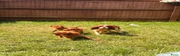 Cavalier King Charles Spaniel dogs for sale: Kc cavalier King Charles spaniel  - Advert 1