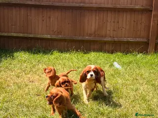 Cavalier King Charles Spaniel dogs Kc cavalier King Charles spaniel - Advert 3