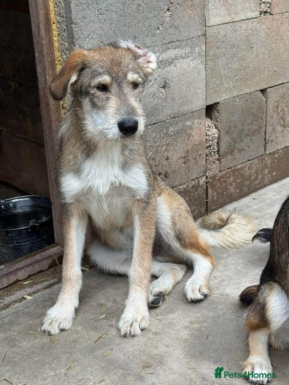 Mixed Breed dogs Aspen is looking for a home with another dog! - Advert 1