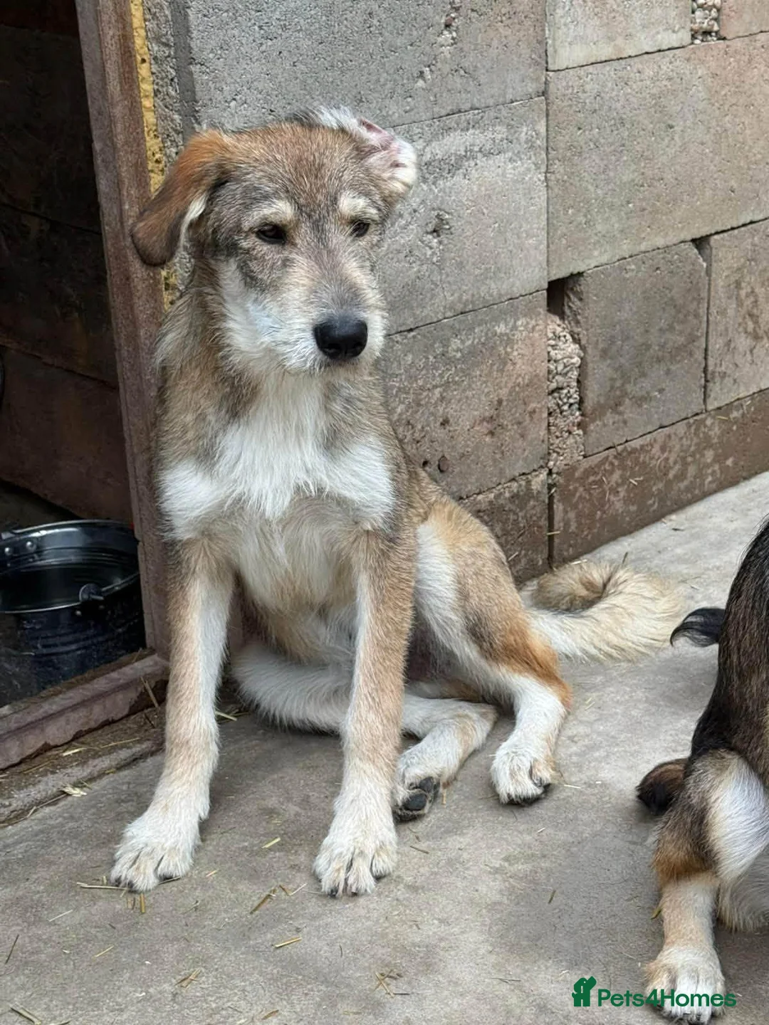 Mixed Breed dogs for adoption: Aspen is looking for a home with another dog! - Advert 1