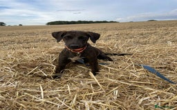 Mixed Breed dogs for adoption: Neffy has flown from Cyprus seeking a loving home  - Image 3
