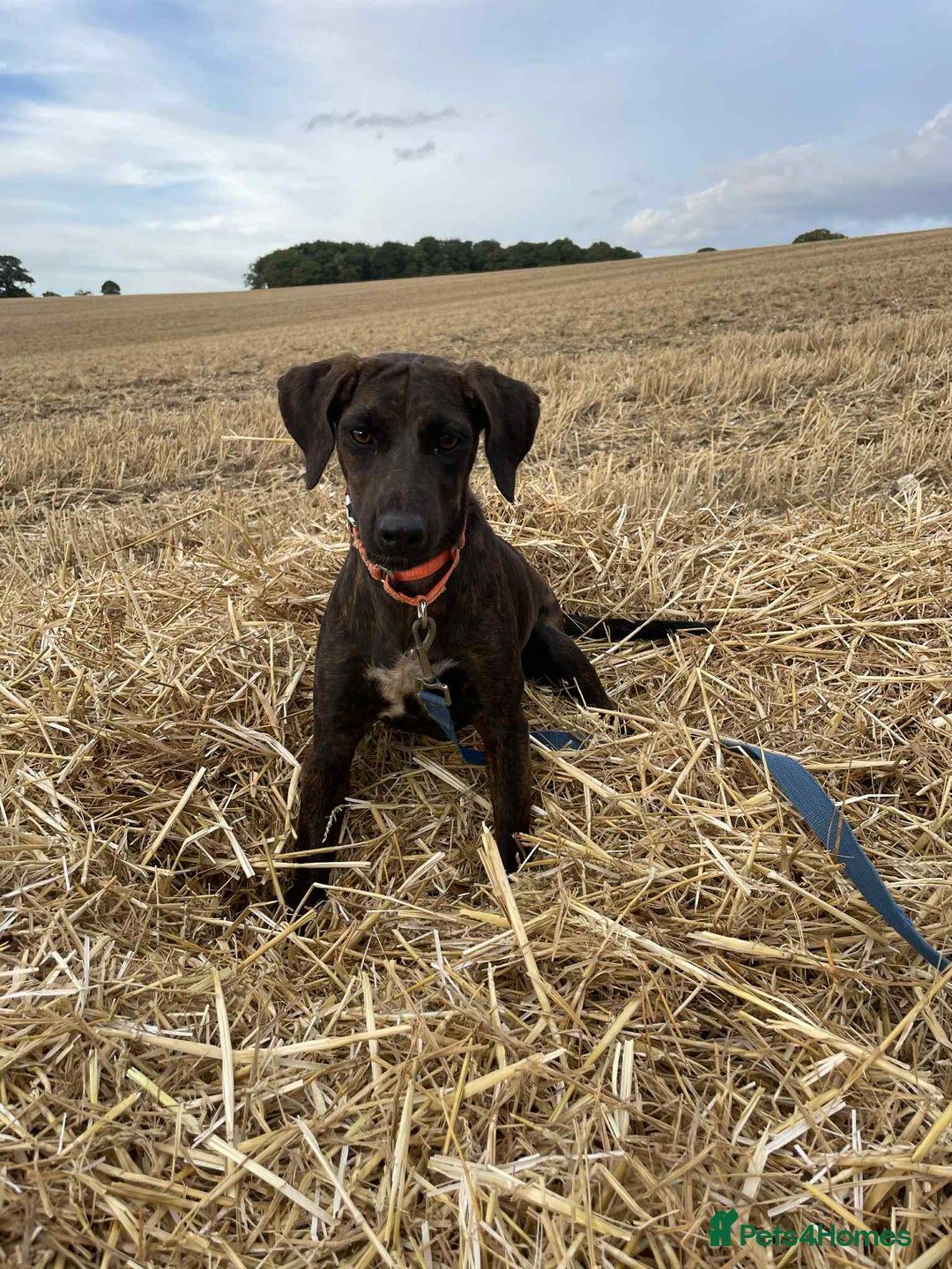 Mixed Breed dogs for adoption: Neffy has flown from Cyprus seeking a loving home  - Image 3