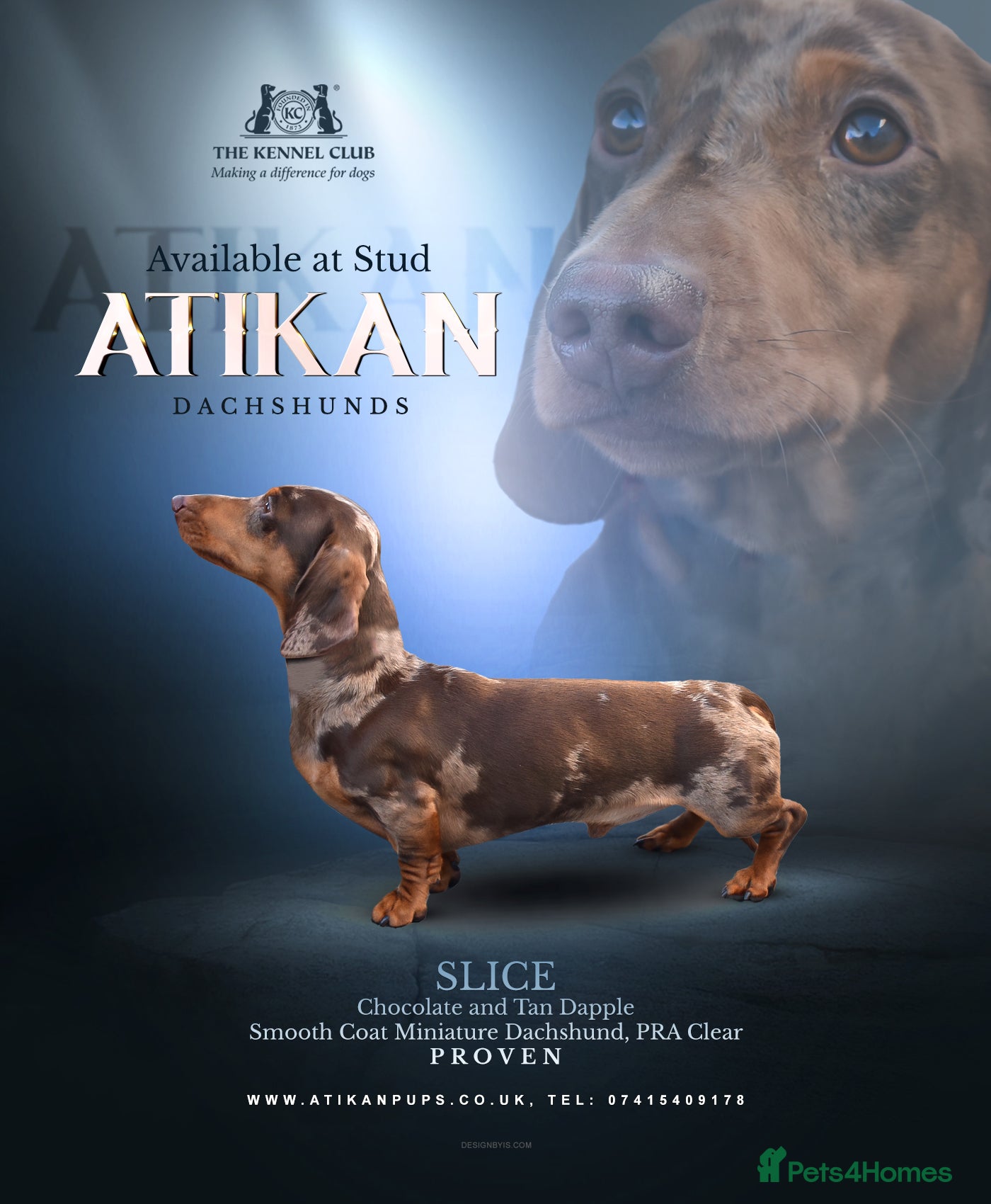 Miniature Dachshund dogs SLICE - Super Chocolate Dapple Miniature Stud in Dalry - Advert 13