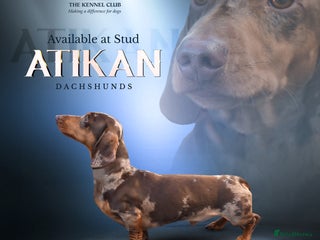 Miniature Dachshund dogs in Dalry - Advert 7