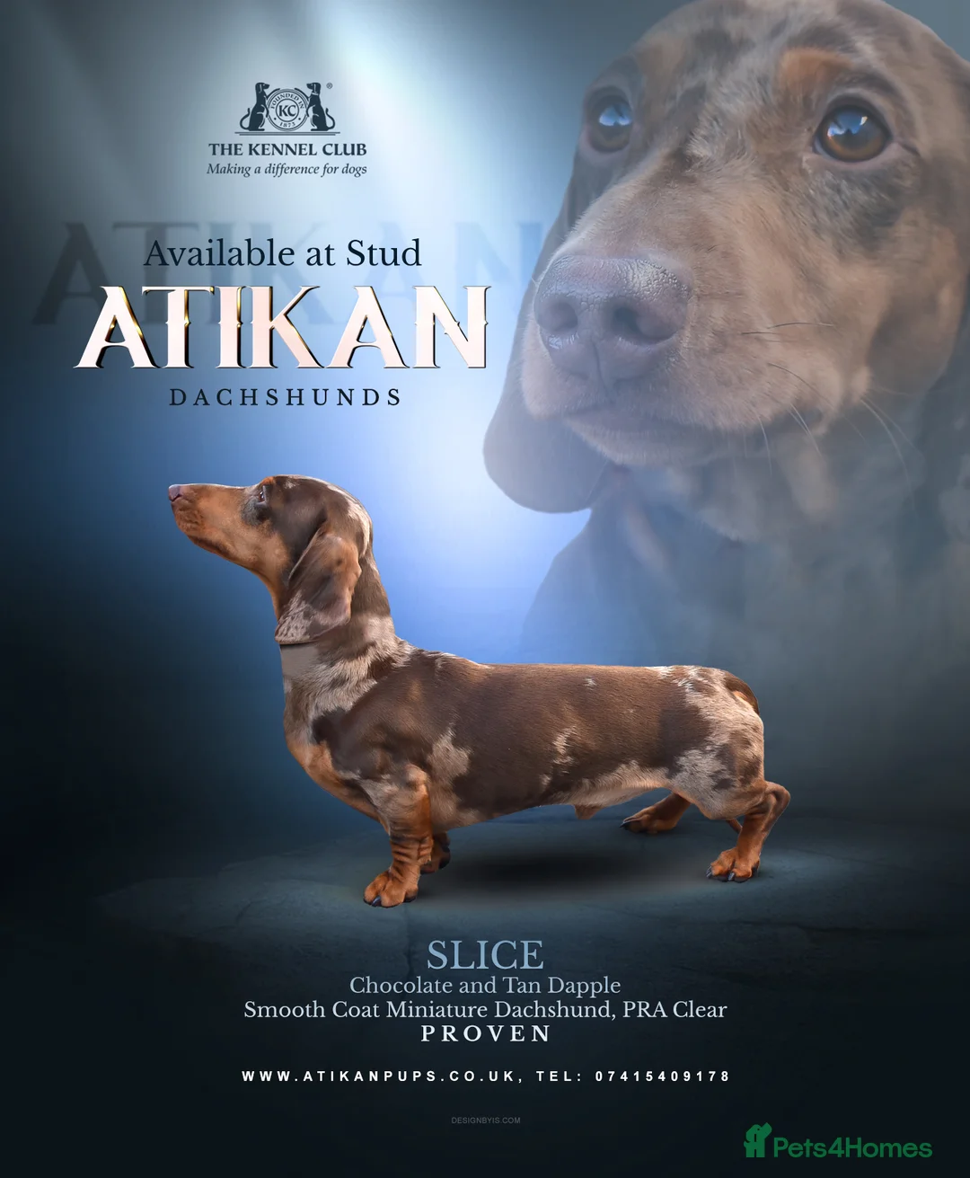 Miniature Dachshund dogs for stud: SLICE - Super Chocolate Dapple Miniature Stud in Dalry - Advert 1