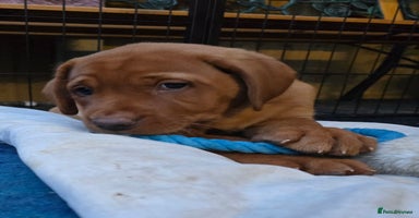 Labrador Retriever dogs - Advert 2