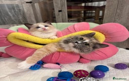 Ragdoll cats for sale: One Girl Available 🌸 - Image 22