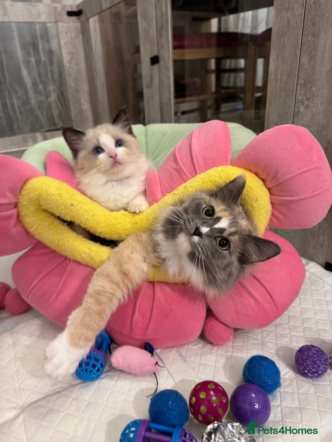 Ragdoll cats for sale: One Girl Available 🌸 - Image 22