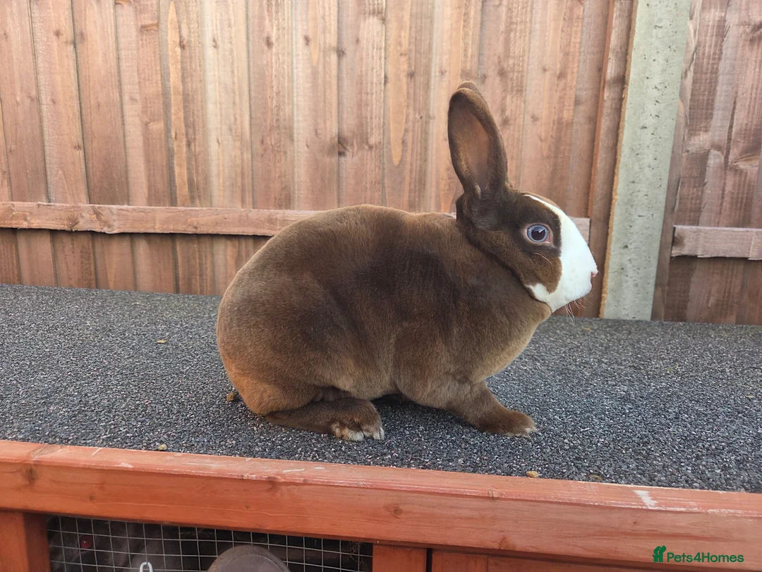 Rex rabbits for sale: Gorgeous Blue eyed chocolate vm mini rex - Advert 2