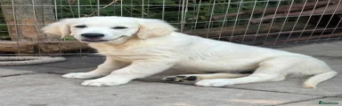 Golden Retriever Male 
