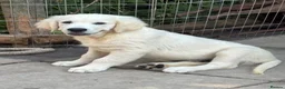 Golden Retriever dogs for sale: Lovely male Available  - Advert 3