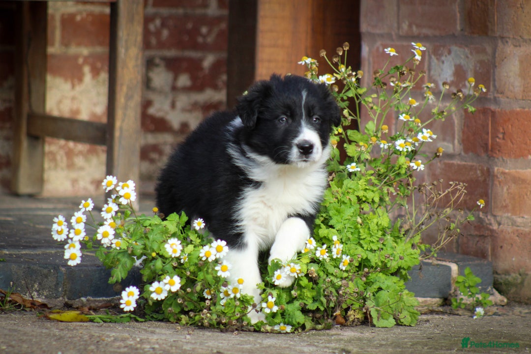 Border Collie dogs for sale: Border Collie Puppies for Sale - Image 7