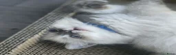 Ragdoll cats for sale: 2 Stunning TICA Ragdoll Boys  - Advert 5