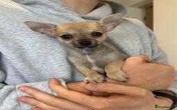 Chihuahua dogs for sale: Pure Breed Pedigree Certificated Chihuahua Puppies - Image 5