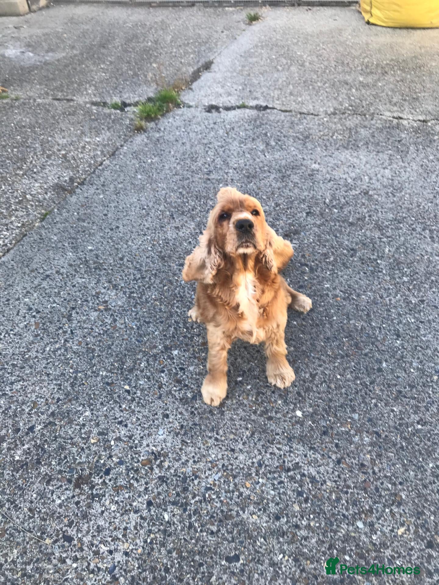 Cocker Spaniel dogs Meet Mazikeen–chilled-out charm, a lapdog at heart - Advert 2