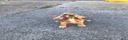 Cocker Spaniel dogs for sale: Meet Mazikeen–chilled-out charm, a lapdog at heart - Advert 2