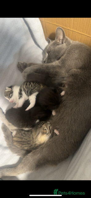 Mixed Breed cats Cute KITTENs for sale! - Advert 14