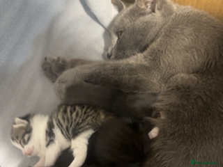 Mixed Breed cats Cute KITTENs for sale! - Advert 1