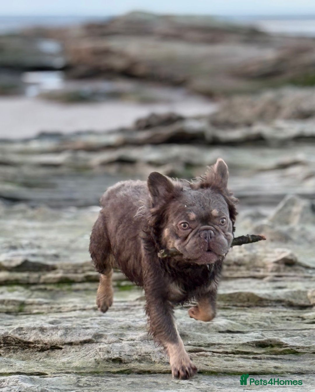 French Bulldog dogs for stud: Fluffy chocolate tri French bulldog stud - Advert 3