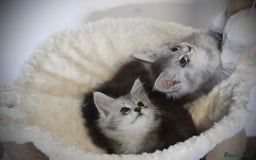 Maine Coon cats for sale: TICA registered Maine coon kittens, shaded lines - Image 11